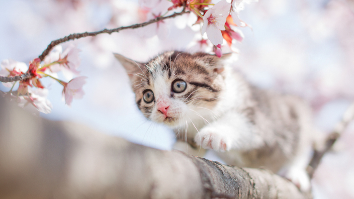 子猫の餌の与え方まとめ