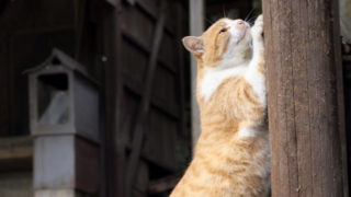 猫の爪とぎ対策を場所ごとに徹底解説|ソファー・カーペット・柱・壁などの具体的な対策がわかる!