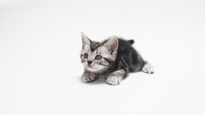 【離乳期(生後4〜8週)】子猫の餌の与え方|量・回数・時間