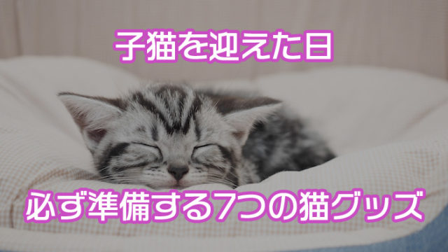 初心者必読 子猫を迎える前にしておく部屋の準備 猫と快適に暮らす秘訣を解説 ねここもり