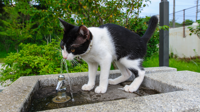 子猫の正しい水の飲ませ方まとめ