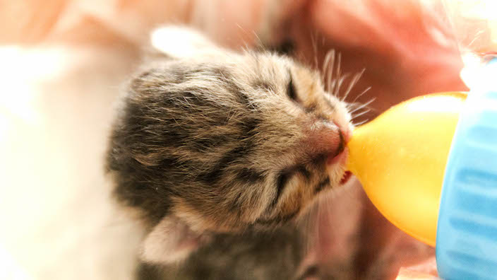 【授乳期(〜生後3週)】子猫の餌の与え方|量・回数・時間
