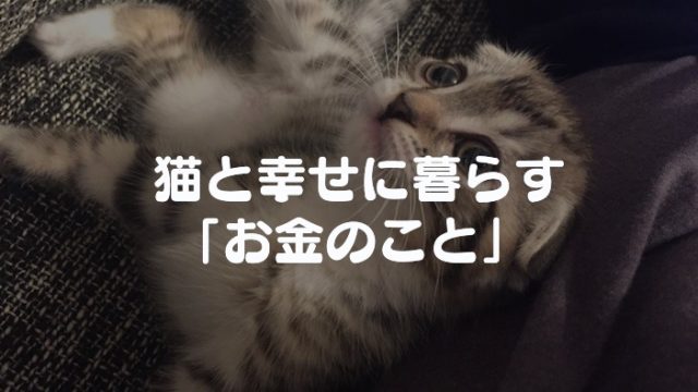 【お金のこと】猫を飼うために必要な費用は年間8万円!?|食費・消耗品・ワクチン・病院・避妊・去勢・保険代をまとめてみた