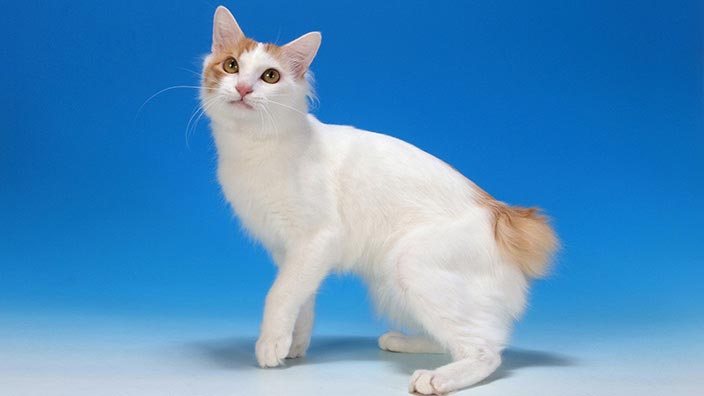 【猫図鑑】ジャパニーズボブテイルはどんな性格の猫？特徴・寿命・値段は？