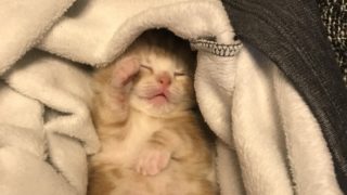 【初心者向け】猫の入手方法を徹底比較|メリット・デメリットからあなたにあった飼い方がわかります