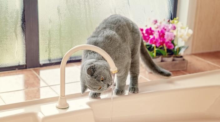 子猫の水の正しい飲ませ方｜水を飲んでくれないときの対処方