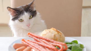 【実は魚も?】猫に食べさせてはいけない危険な食べ物13選|人間の食べ物はあげちゃだめ!