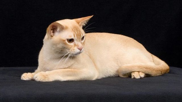 ヨーロピアンバーミーズはどんな性格の猫?特徴・寿命・値段は?
