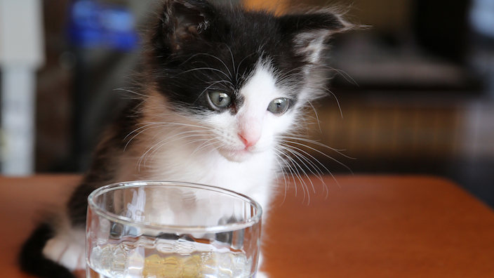 子猫の水の正しい飲ませ方｜基礎知識
