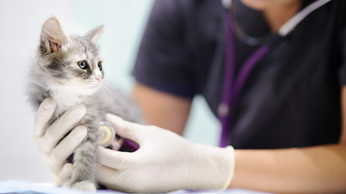 子猫が餌を食べてくれない時の原因と対策