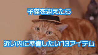 【厳選13品】子猫を迎え入れたら近いうちに準備するもの|おすすめ猫グッズと選び方を紹介!