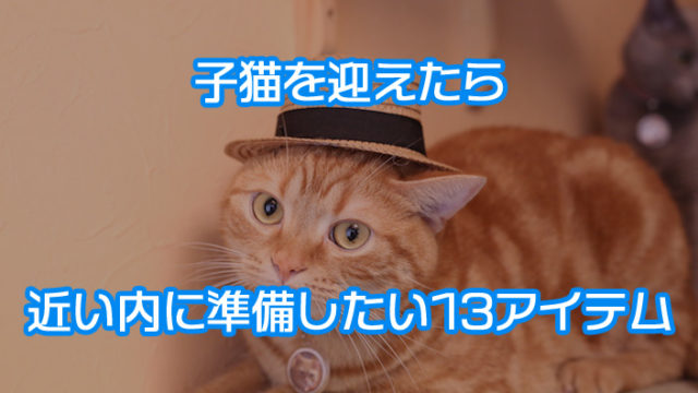 【厳選13品】子猫を迎え入れたら近いうちに準備するもの|おすすめ猫グッズと選び方を紹介!
