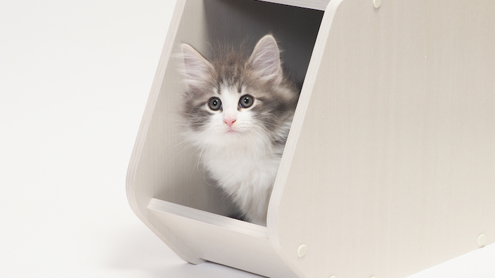 【子猫期(生後7〜12ヶ月)】子猫の餌の与え方|量・回数・時間