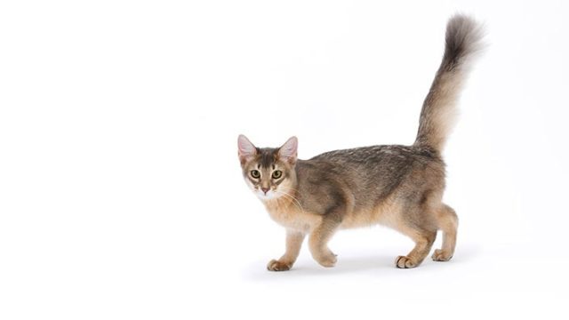 ソマリはどんな性格の猫?特徴・寿命・値段は?