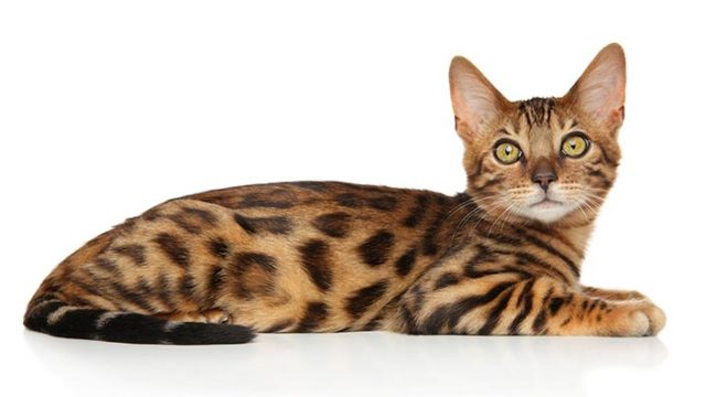 ベンガルはどんな性格の猫?特徴・寿命・値段は?
