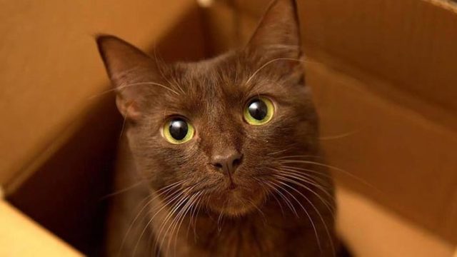 ハバナブラウンはどんな性格の猫?特徴・寿命・値段は?