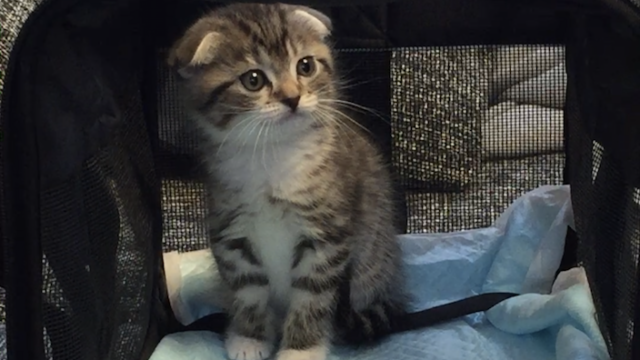 子猫を飼い始めた日の正しい過ごし方|初日はそっと見守ってあげよう