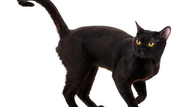 ボンベイはどんな性格の猫?特徴・寿命・値段は?