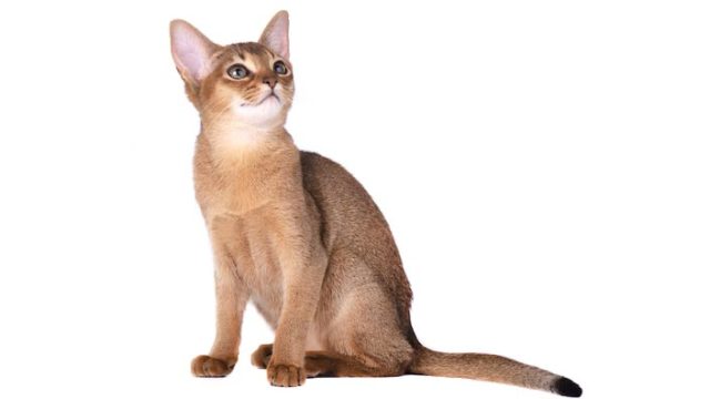 アビシニアンはどんな性格の猫?特徴・寿命・値段は?