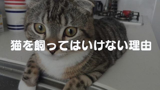 【猫を飼う前に読む!】猫を飼ってはいけない11の理由と注意点|それでもあなたは猫を飼いますか?