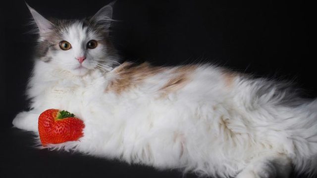 ノルウェージャンフォレストキャットはどんな性格の猫?特徴・寿命・値段は?