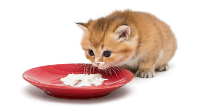 【保存版】子猫の餌の与え方|適切な餌の種類・量・回数・時間で健康な猫を育てる方法を徹底解説!