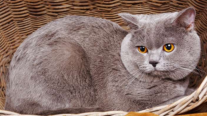 【猫図鑑】ブリティッシュショートヘアはどんな性格の猫？特徴・寿命・値段は？