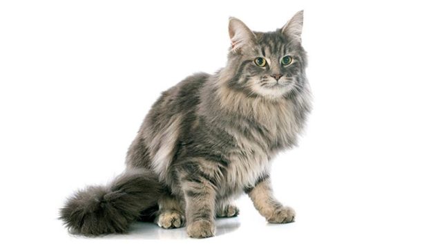 メインクーンはどんな性格の猫?特徴・寿命・値段は?
