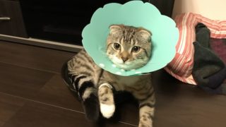 【チェックリストで簡単】子猫の健康診断のやり方を解説|猫を飼う前にしっかり確認!