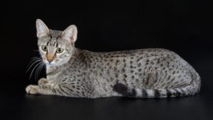 エジプシャンマウはどんな性格の猫？特徴・寿命・値段は？