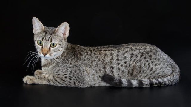 エジプシャンマウはどんな性格の猫?特徴・寿命・値段は?