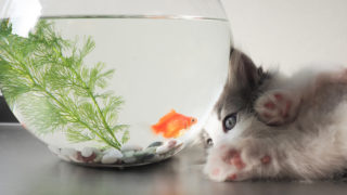 【水分は超重要】子猫の水の正しい飲ませ方|子猫が水を飲んでくれないときの対処方法を解説!