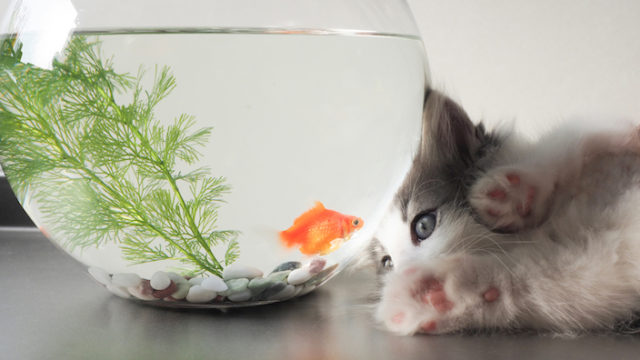 【水分は超重要】子猫の水の正しい飲ませ方|子猫が水を飲んでくれないときの対処方法を解説!