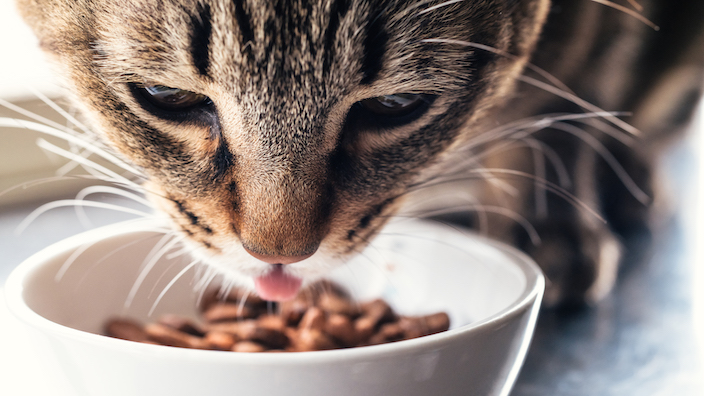 猫が落ち着いて食事できる場所を確保する