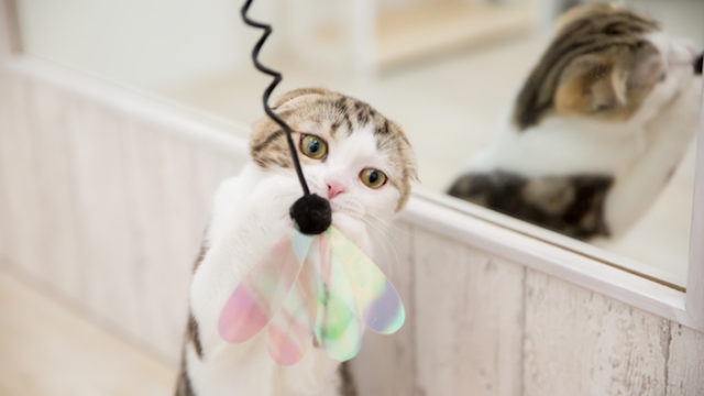子猫を迎える前にしておく部屋の準備|猫と快適に暮らす秘訣を解説!