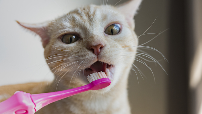 猫の歯磨きシート