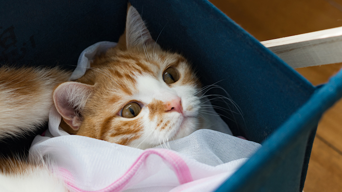 猫を入れる洗濯ネット