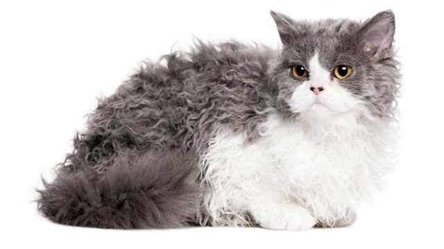 セルカークレックス_セルカークレックスの特徴3選