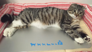猫にとって最適な室温とは?