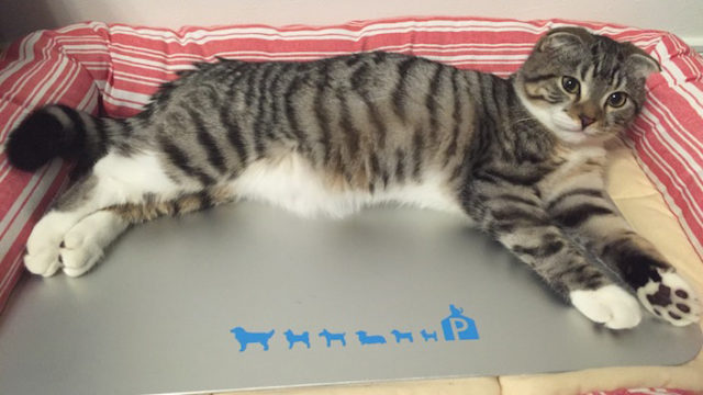 猫にとって最適な室温とは?