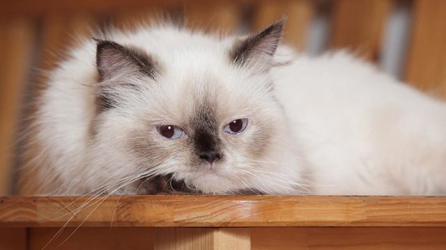 ヒマラヤンはどんな性格の猫?特徴・寿命・値段は?