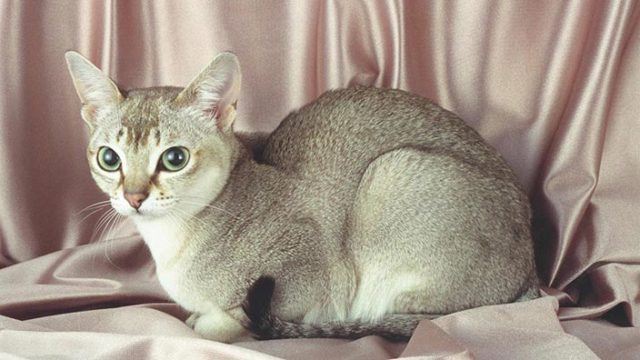 シンガプーラはどんな性格の猫?特徴・寿命・値段は?