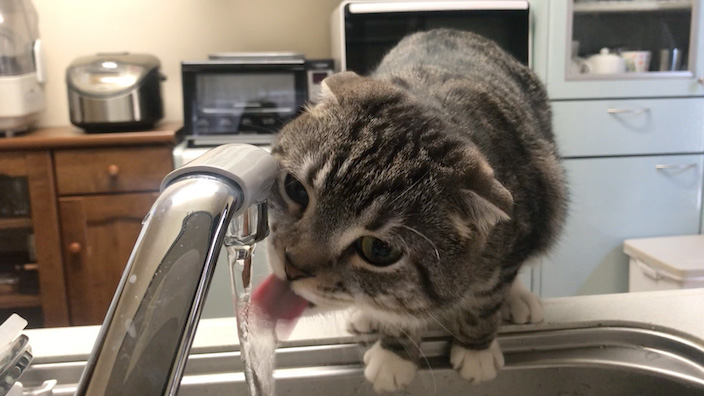 猫用食器(水飲み器)の選び方|外せない4つのポイント