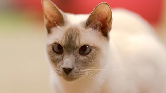 トンキニーズはどんな性格の猫?特徴・寿命・値段は?
