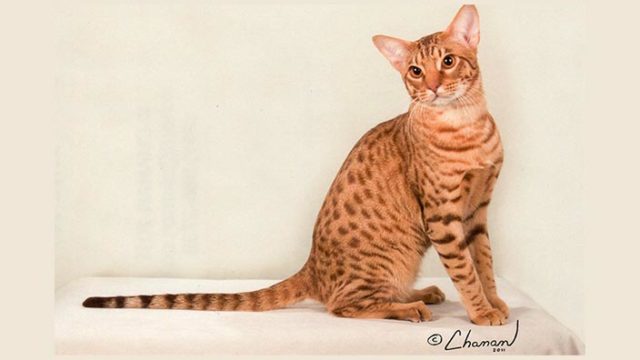 オシキャットはどんな性格の猫?特徴・寿命・値段は?