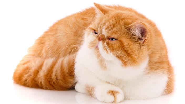 エキゾチックショートヘア／ロングヘアはどんな性格の猫？特徴・寿命・値段は？