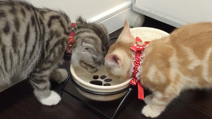 猫用食器(水飲み器) おすすめ人気ランキング 10選