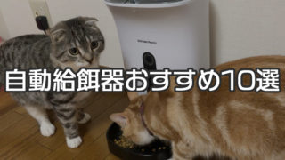 【最新版】自動給餌器おすすめ人気ランキング&選び方|カメラ付きやスマホで遠隔操作できるスマートペットフィーダーがトレンド!【猫用】