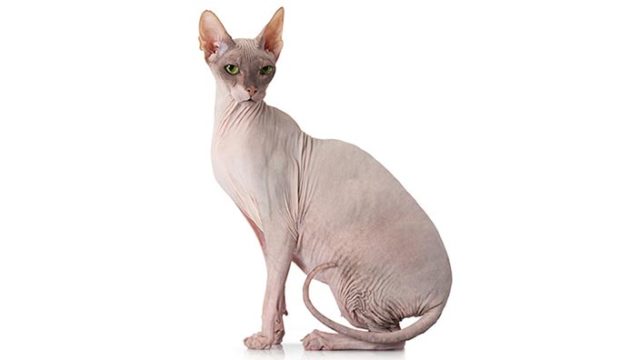 スフィンクスはどんな性格の猫?特徴・寿命・値段は?