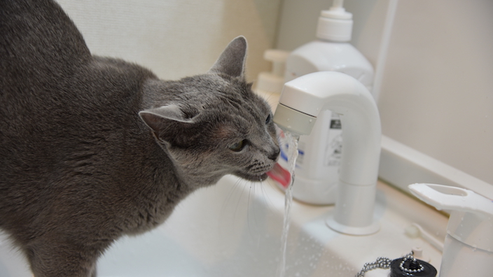 猫用自動給水機のデメリット｜実は不潔？ 正しい方法でこまめなお手入れが必要不可欠